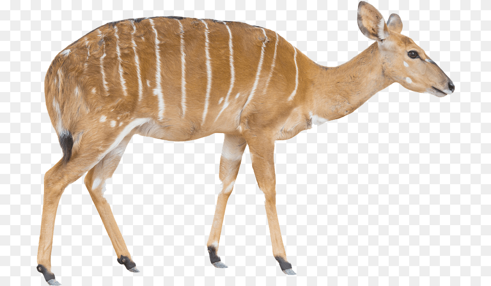 Bongo, Animal, Antelope, Mammal, Wildlife Free Png