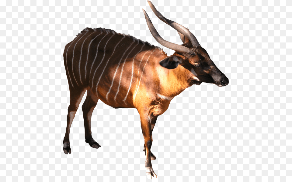 Bongo Antelope, Animal, Mammal, Wildlife Free Png