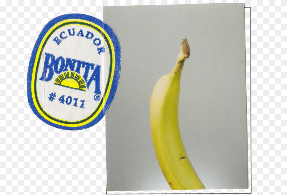 Bonita Bananas, Banana, Food, Fruit, Plant Free Png Download