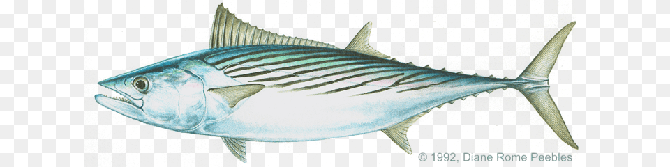 Bonito Atlantic Sarda Sarda Atlantic Bonito, Animal, Fish, Sea Life, Tuna Free Transparent Png