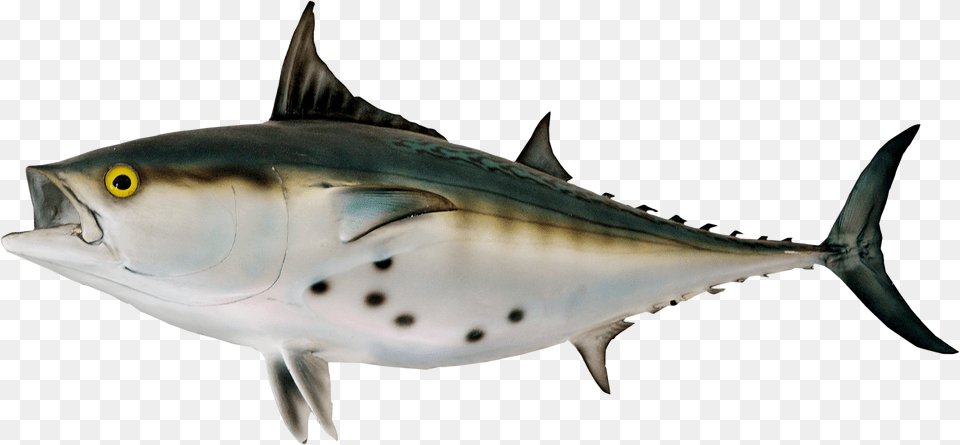 Bonito Fish, Animal, Sea Life, Tuna, Shark Free Png Download