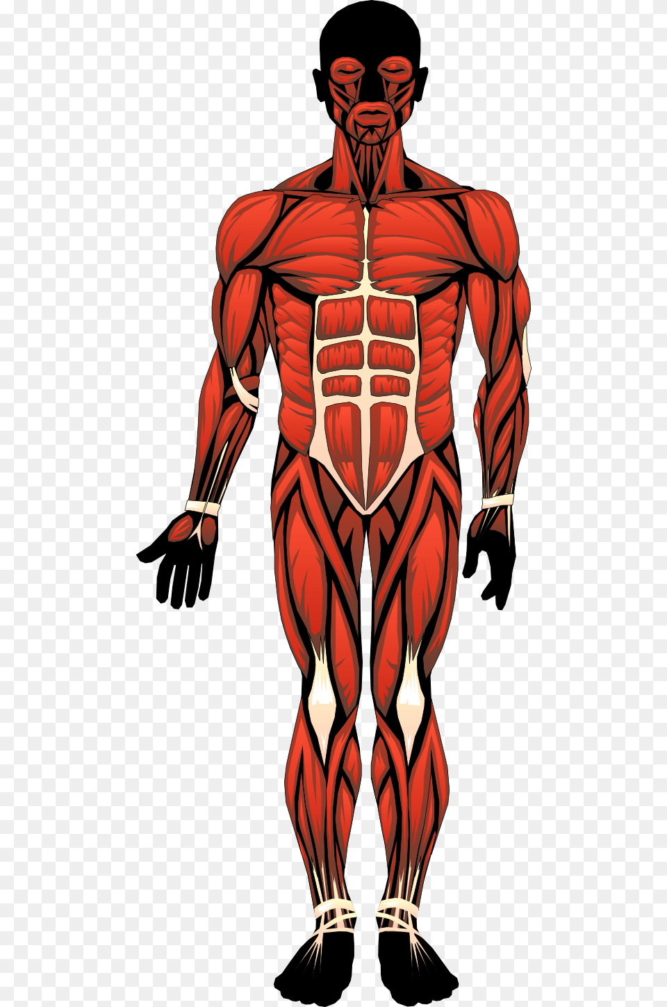 Bonito Human Anatomy Ideas Location Of The Major Muscles, Adult, Male, Man, Person Png Image