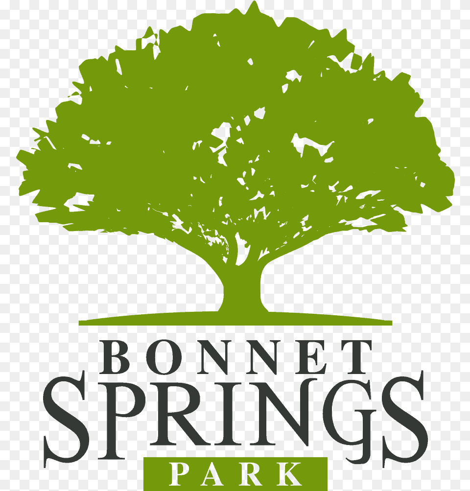 Bonnet Springs Park Lakeland, Oak, Plant, Tree, Sycamore Png