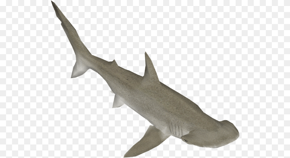 Bonnethead Shark Bronze Hammerhead Shark, Animal, Fish, Sea Life Free Transparent Png