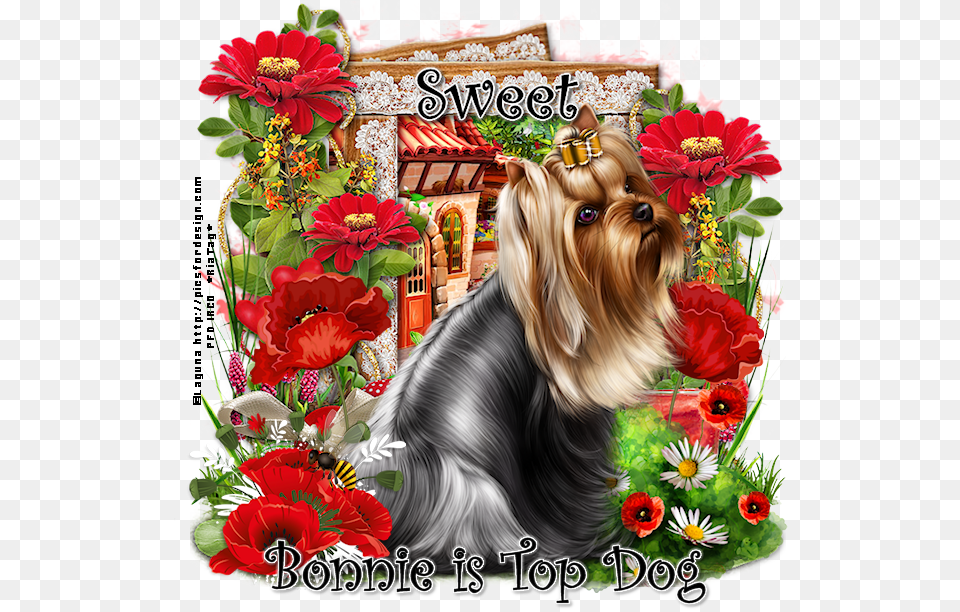 Bonnie Is Top Dog Sw Yorkshire Terrier, Plant, Flower Arrangement, Flower, Dahlia Free Png Download