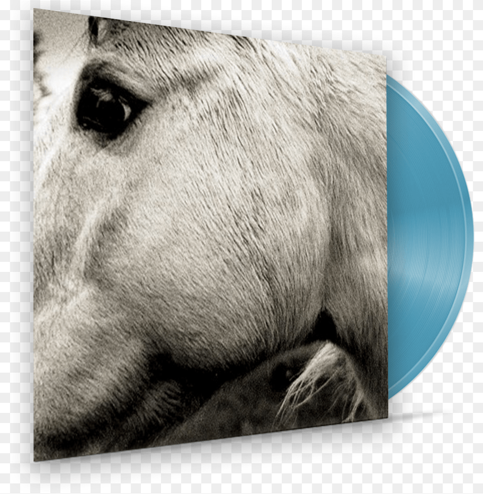 Bonny Light Horseman Album, Animal, Colt Horse, Horse, Mammal Free Transparent Png