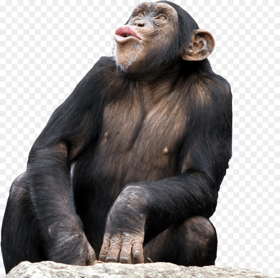 Bonobo Common The Third Desktop Wallpaper Bonobo, Animal, Ape, Mammal, Monkey Png Image
