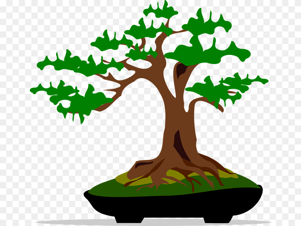 Bonsai Plant, Potted Plant, Tree, Person Free Png Download