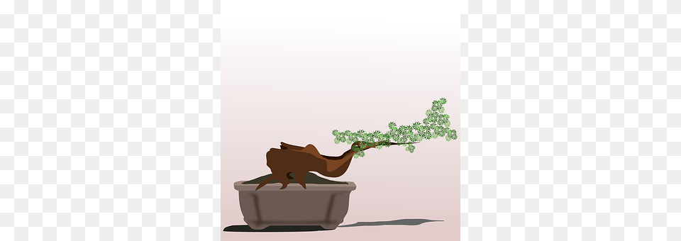Bonsai Plant, Potted Plant, Tree, Flower Free Png Download