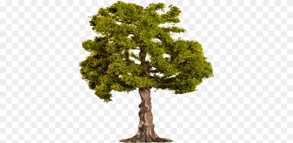 Bonsai, Oak, Plant, Sycamore, Tree Free Transparent Png