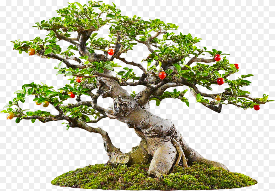 Bonsai, Plant, Potted Plant, Tree Png Image