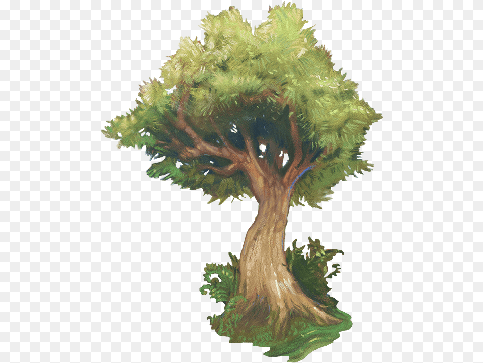 Bonsai, Oak, Plant, Sycamore, Tree Png Image