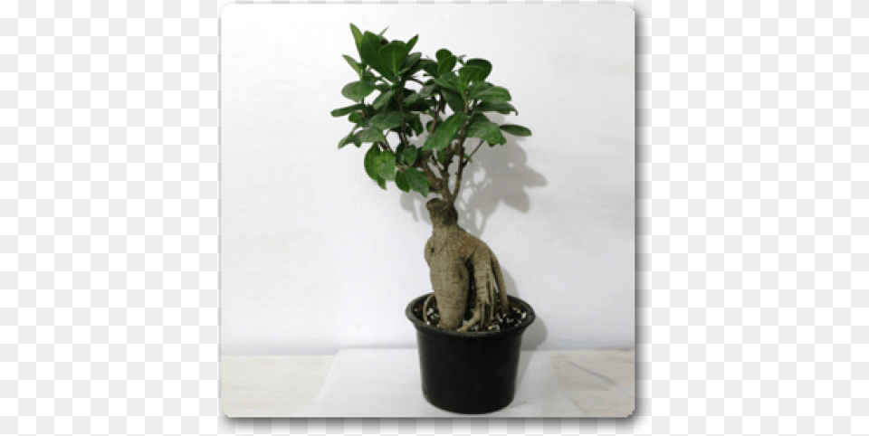 Bonsai, Leaf, Plant, Potted Plant, Tree Free Png Download