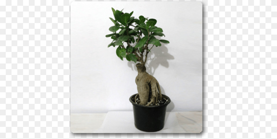 Bonsai, Leaf, Plant, Potted Plant, Tree Free Transparent Png