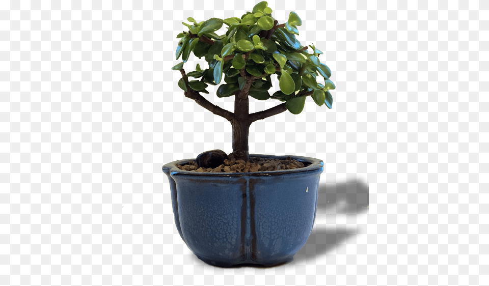 Bonsai, Leaf, Plant, Potted Plant, Tree Free Png Download
