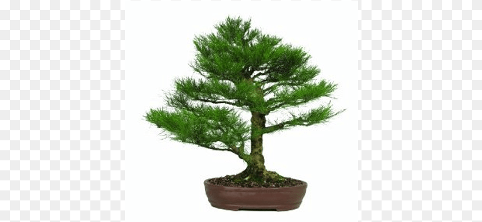 Bonsai, Conifer, Plant, Potted Plant, Tree Free Transparent Png
