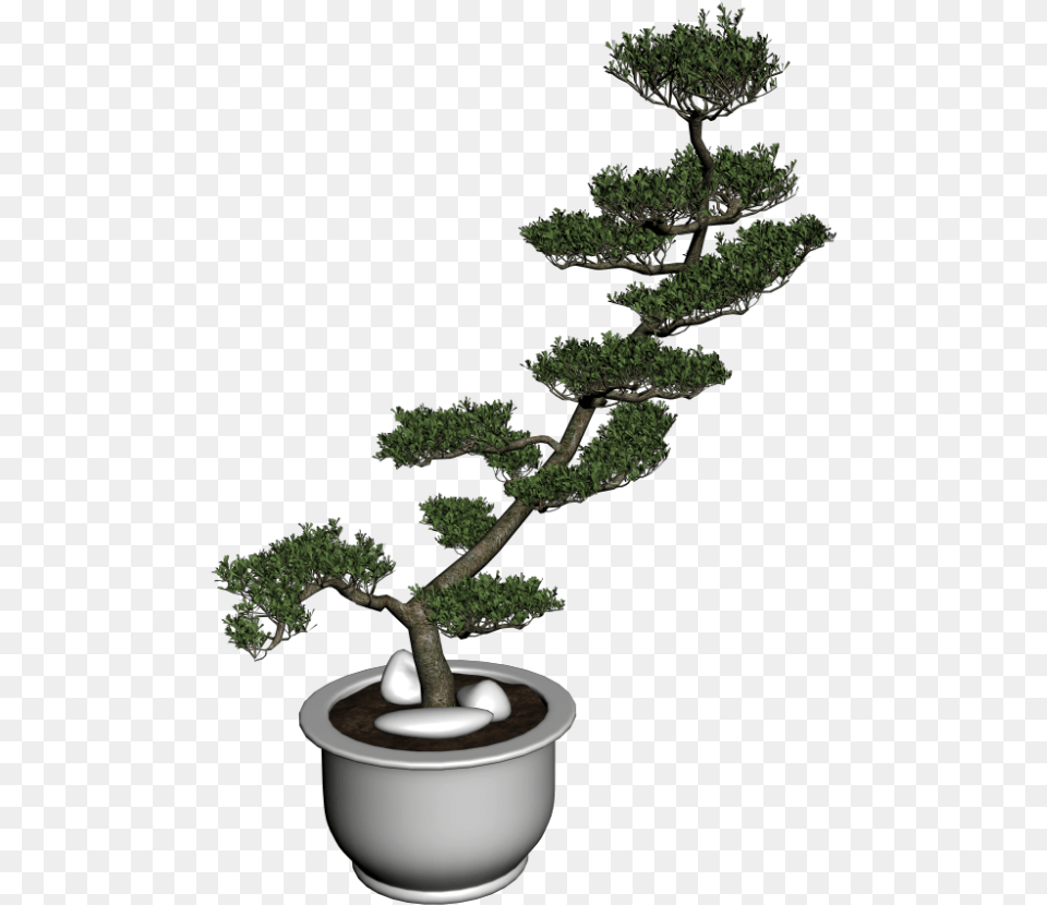 Bonsai Baum Bonsai, Plant, Potted Plant, Tree, Conifer Png