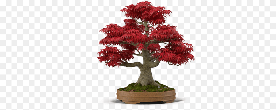 Bonsai Clipart Avocado Tree Bonsai Maple, Plant, Potted Plant Free Png Download