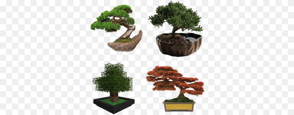 Bonsai Decoration, Plant, Potted Plant, Tree Free Png