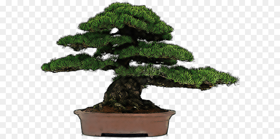 Bonsai Drawing, Plant, Potted Plant, Tree, Conifer Free Png