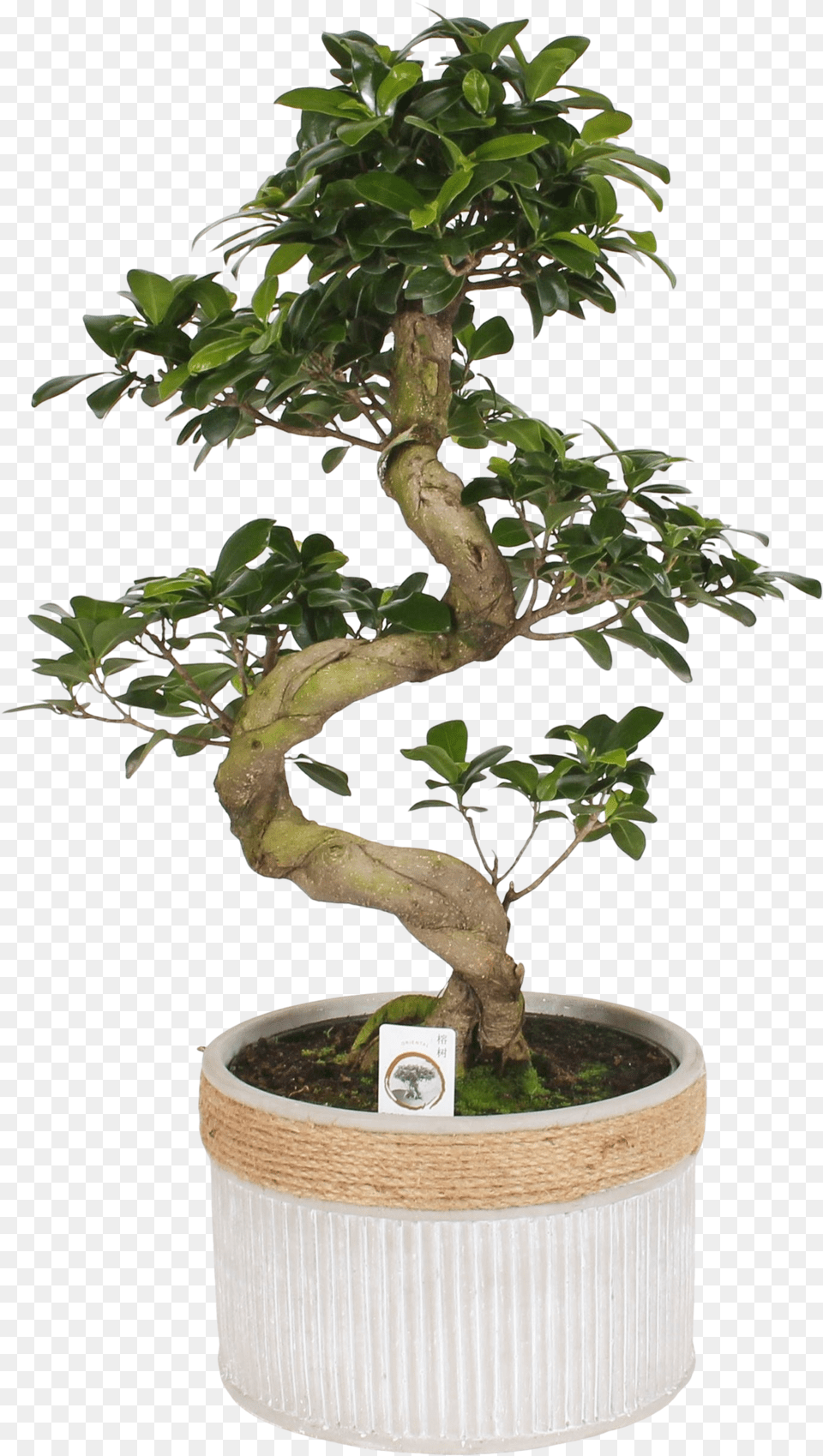 Bonsai Ficus Ginseng S Shape Sageretia Theezans, Plant, Potted Plant, Tree Free Png