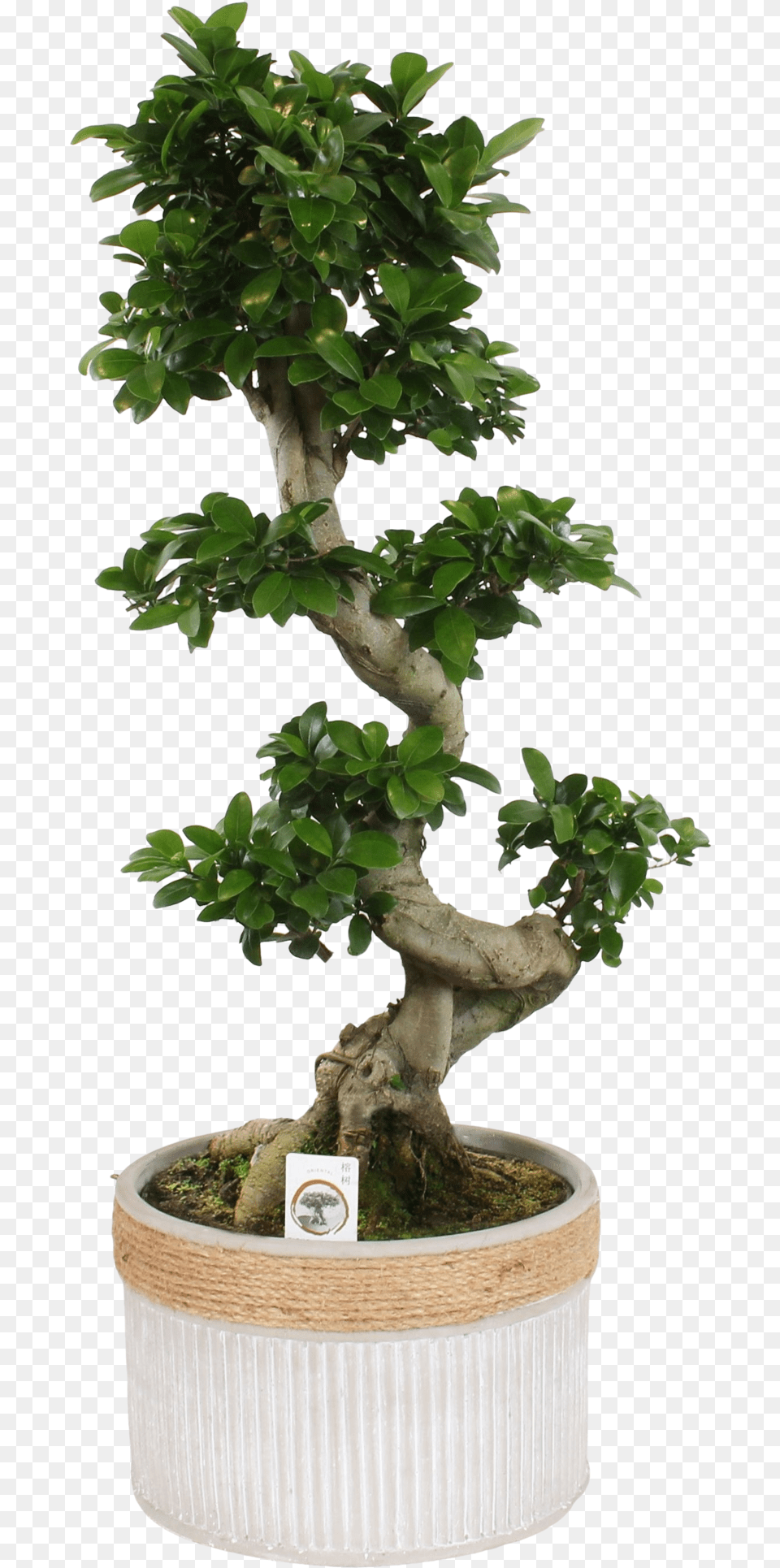Bonsai Ginseng S S Shape Ficus Bonsai, Plant, Potted Plant, Tree Png Image