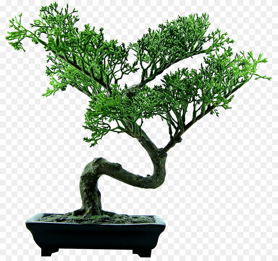 Bonsai Plant, Potted Plant, Tree Png Image