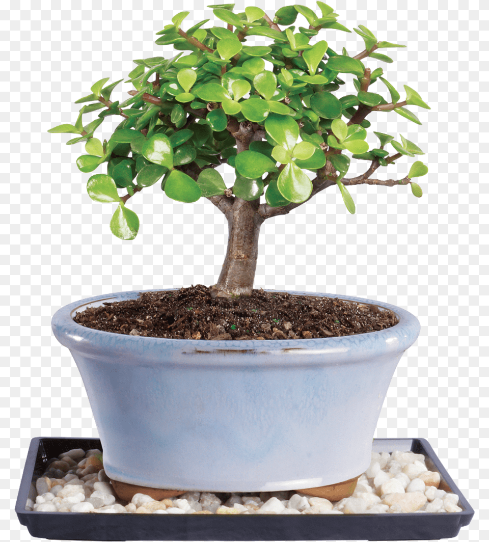 Bonsai Jade Tree Bonsai Tree Jade Plant, Potted Plant, Leaf Free Transparent Png