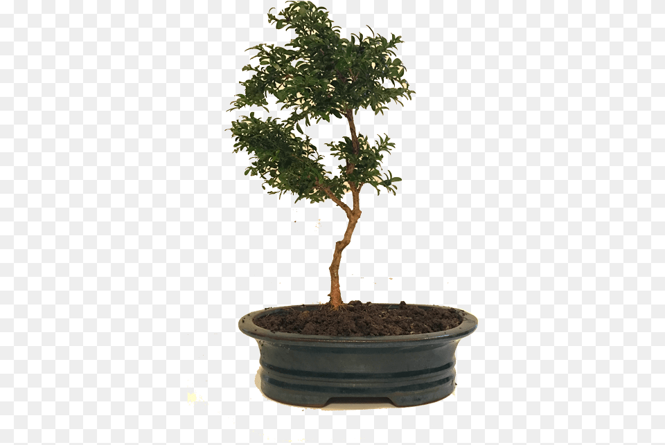 Bonsai Large Bonsai, Plant, Potted Plant, Tree, Soil Png Image