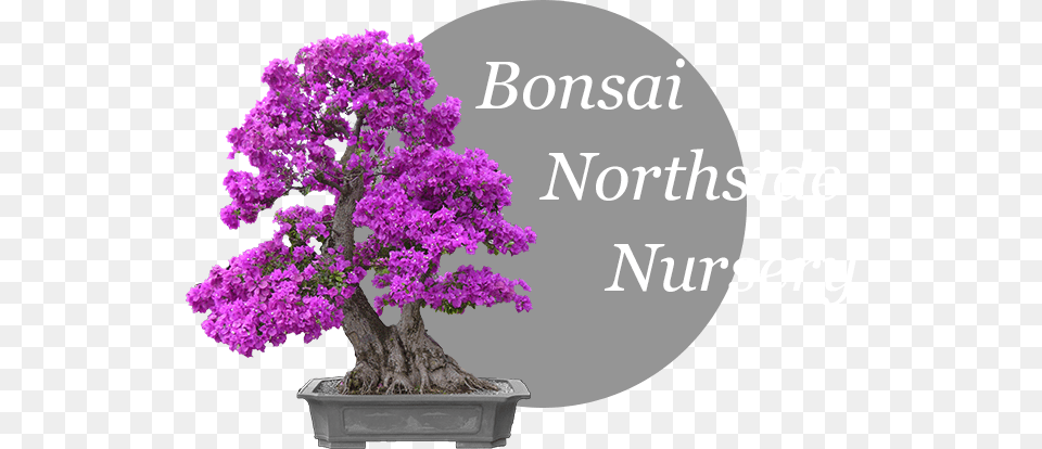 Bonsai Northside Nursery Logo Bonsai, Plant, Potted Plant, Tree, Flower Free Png