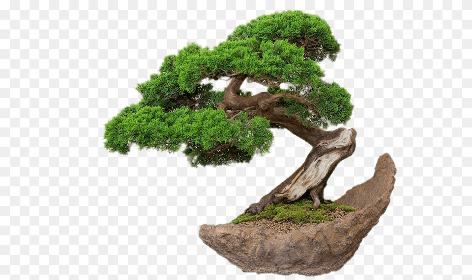 Bonsai On Stone Plate, Plant, Potted Plant, Tree Free Png