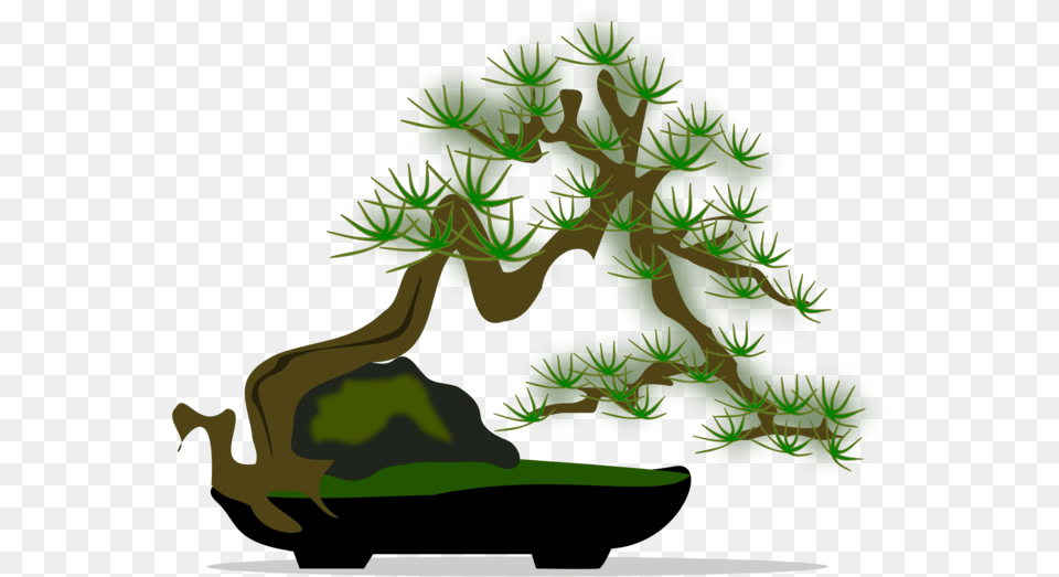 Bonsai Pine Family Plant Clipart Clip Art, Green, Potted Plant, Tree, Person Free Transparent Png
