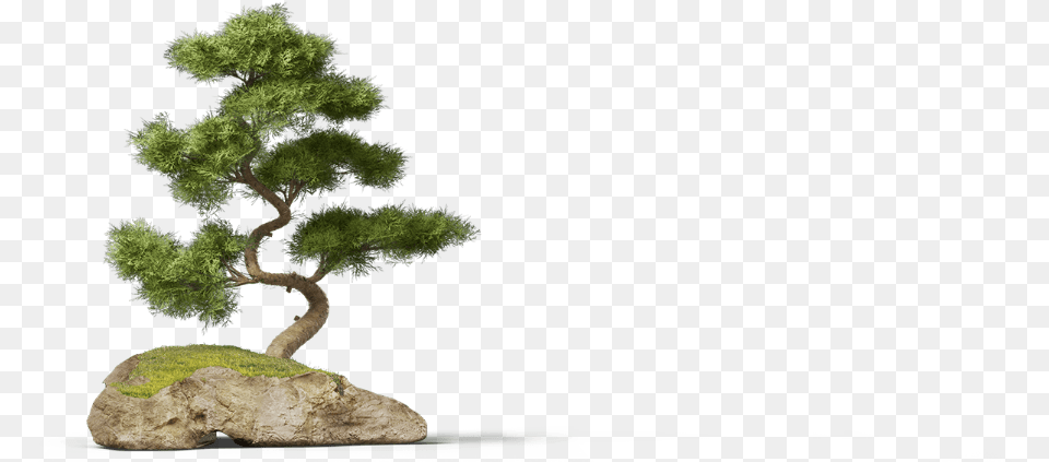 Bonsai Pine Tree Bonsai Tree, Plant, Potted Plant, Conifer Png Image