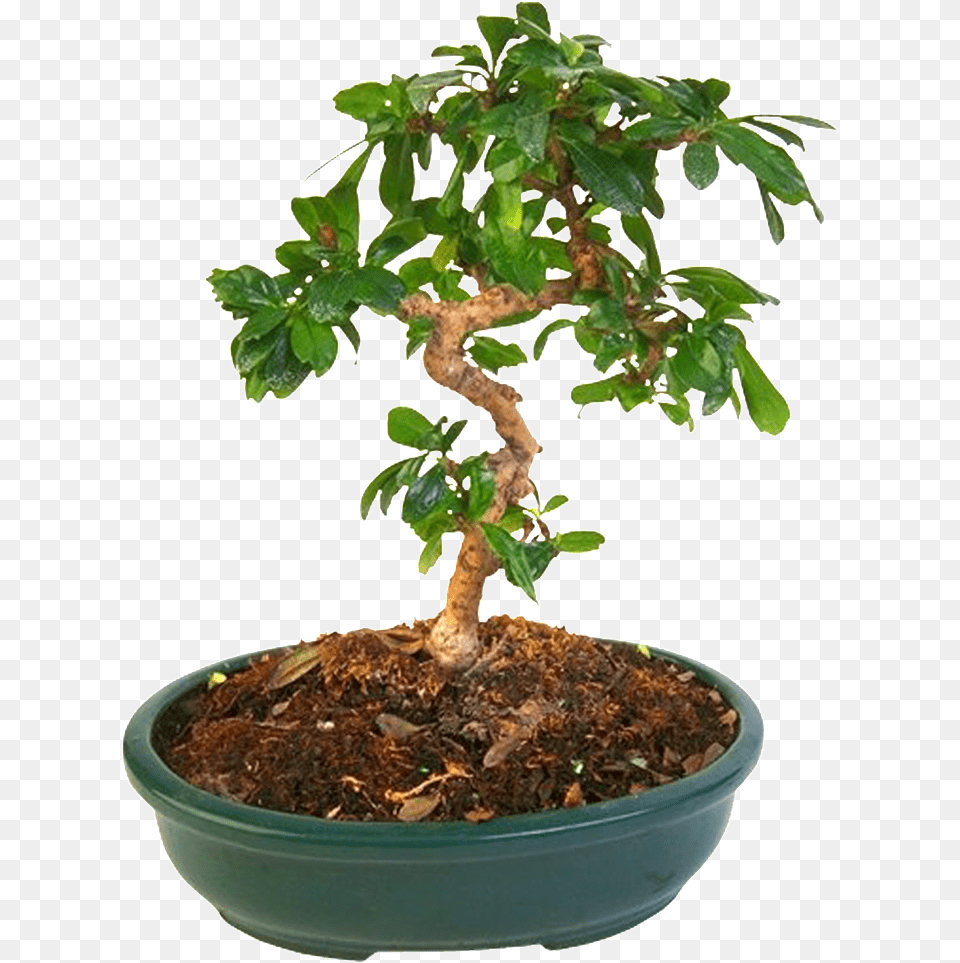 Bonsai Plantas Hermoso Hd Flowerpot, Plant, Potted Plant, Tree, Leaf Free Png Download