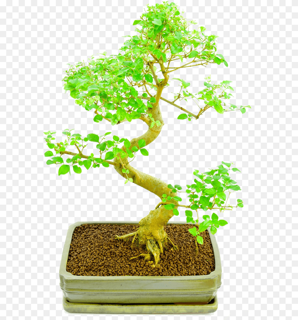 Bonsai Plants Online Sageretia Theezans, Plant, Potted Plant, Tree Free Transparent Png