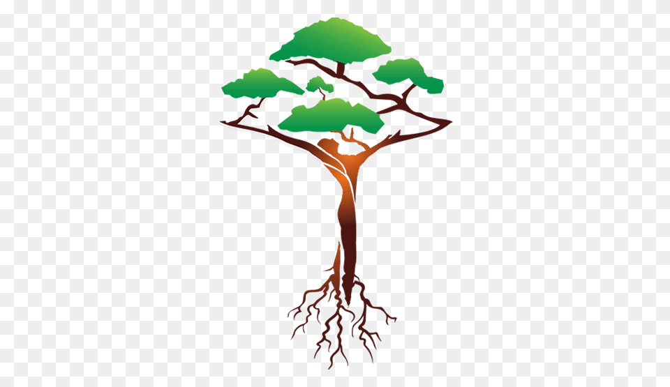 Bonsai Professional Coaching Services, Plant, Tree, Root, Cross Png Image