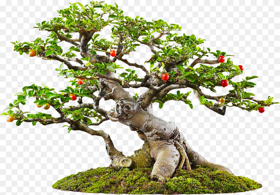 Bonsai Tree, Plant, Potted Plant Free Png Download