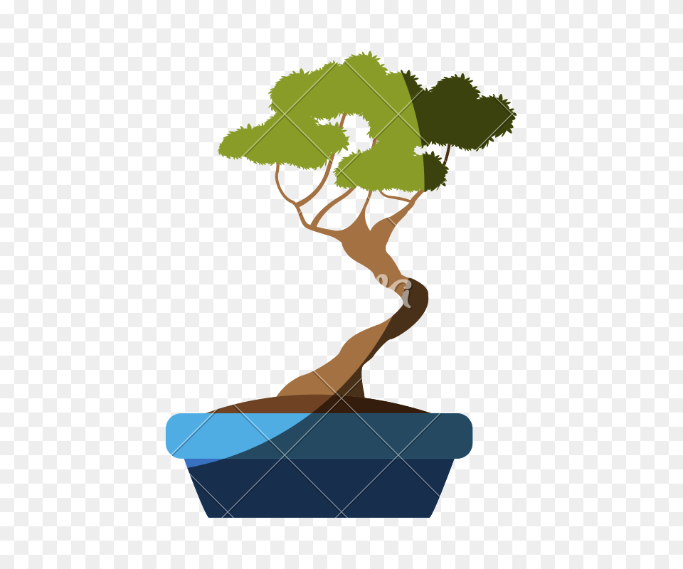 Bonsai Tree, Plant, Potted Plant, Person Free Png