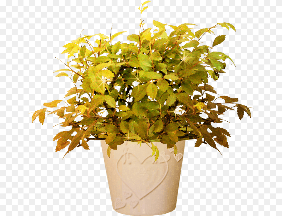 Bonsai Tree, Plant, Leaf, Potted Plant, Pottery Png Image
