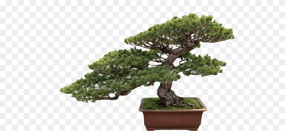 Bonsai Tree 4 Image Bonsai Tree, Plant, Potted Plant, Conifer, Pine Free Transparent Png