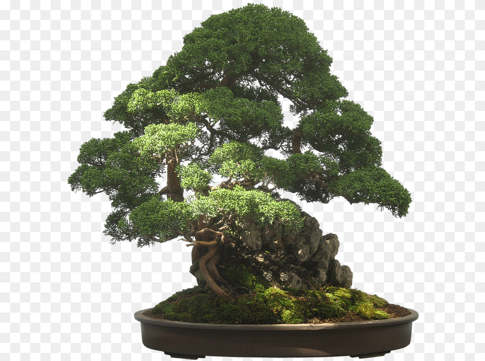 Bonsai Tree 6 Image Boxwood Bonsai, Plant, Potted Plant Free Png