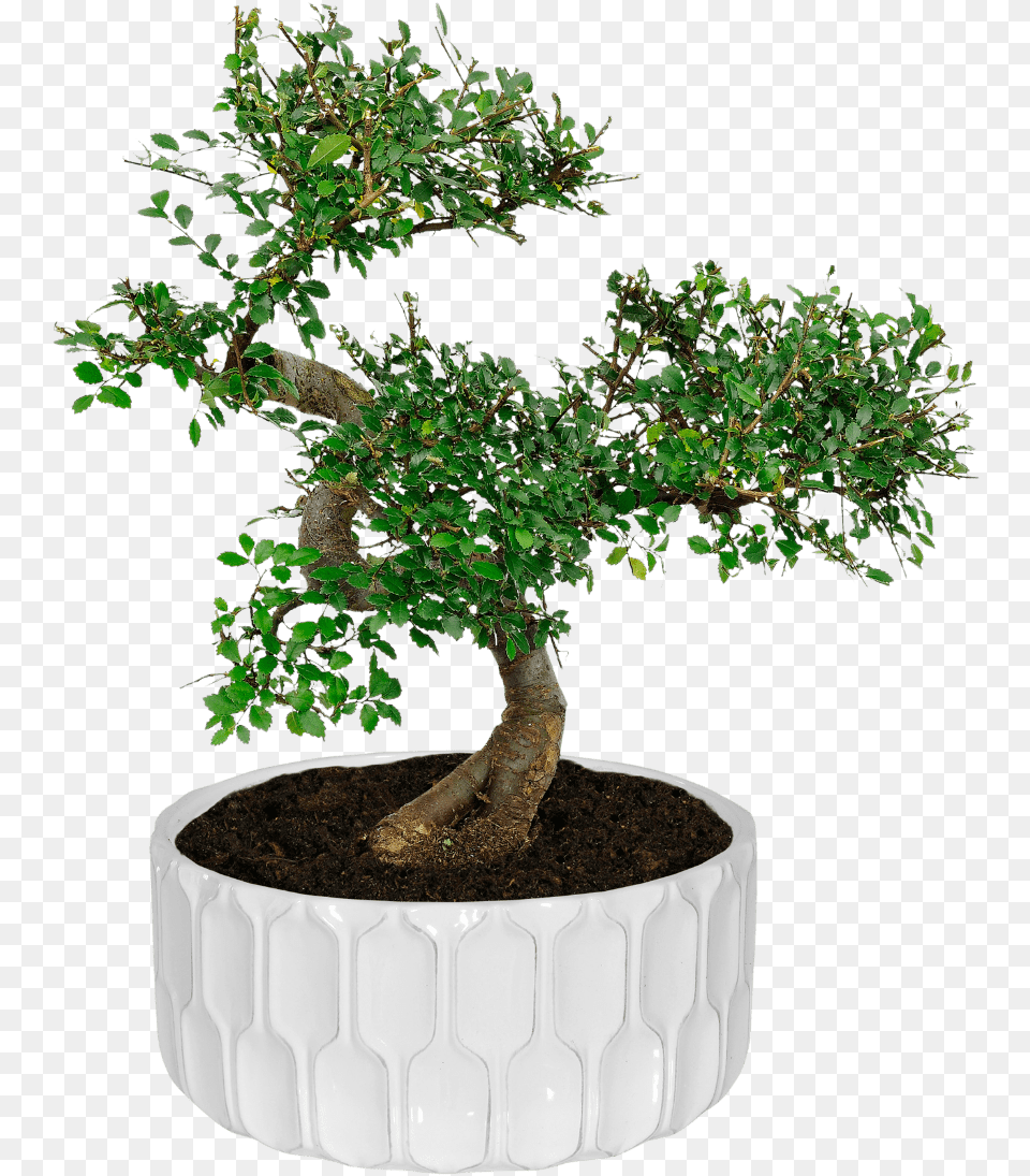 Bonsai Tree Aldi, Plant, Potted Plant Png Image