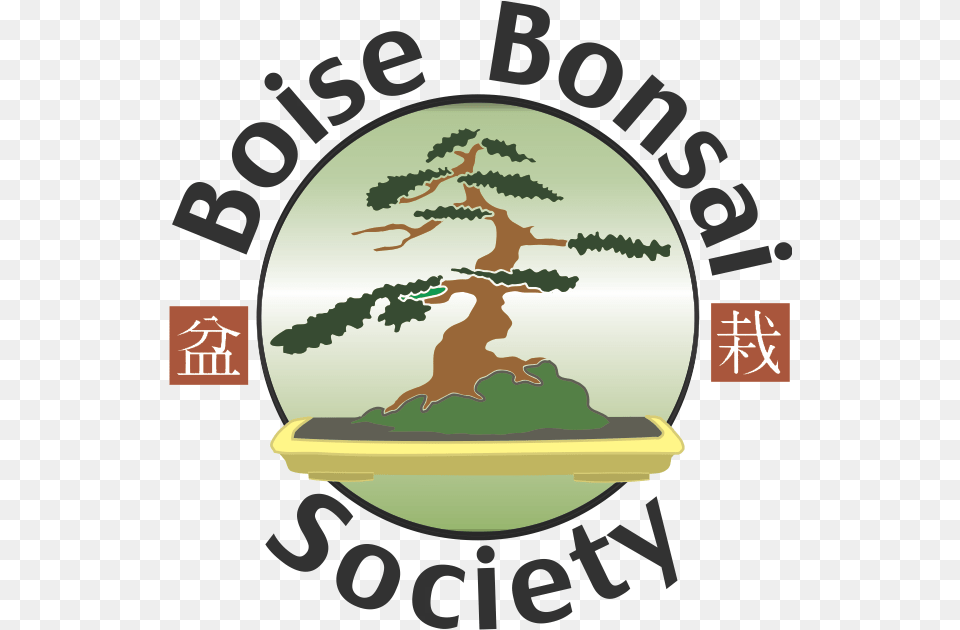 Bonsai Tree Ancient Asian Culture Bonsai, Plant, Potted Plant, Vegetation Png
