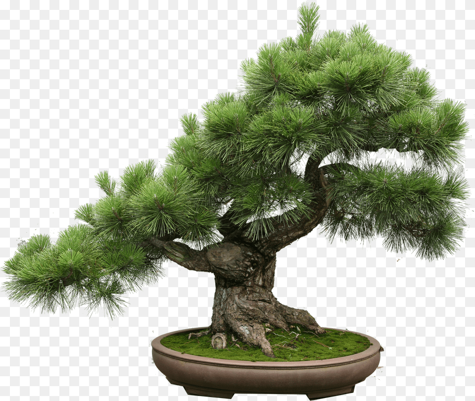 Bonsai Tree Bonsai Pinus Thunbergii, Plant, Potted Plant, Conifer Png