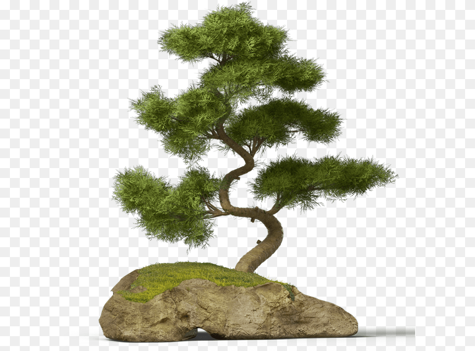 Bonsai Tree Chinese Asian Japanese Pine Tree Bonsai, Conifer, Plant, Potted Plant Free Png Download