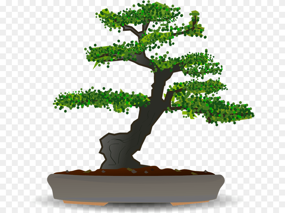 Bonsai Tree Dwarf Bonsai Tree Vector, Plant, Potted Plant Png