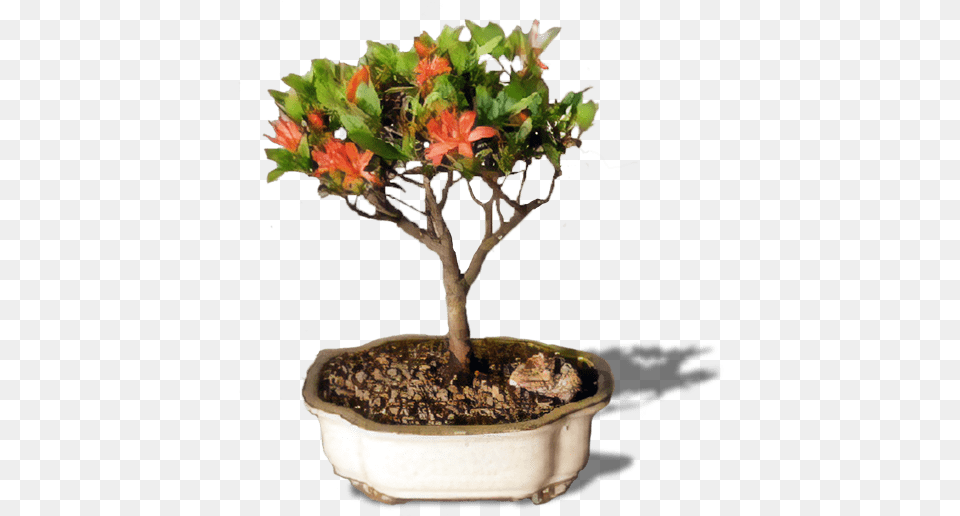 Bonsai Tree Flowerpot, Flower, Flower Arrangement, Leaf, Plant Free Png Download
