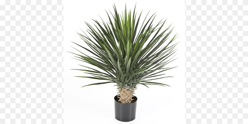 Bonsai Tree Outdoor Yucca Plants Uk, Palm Tree, Plant, Agavaceae Png