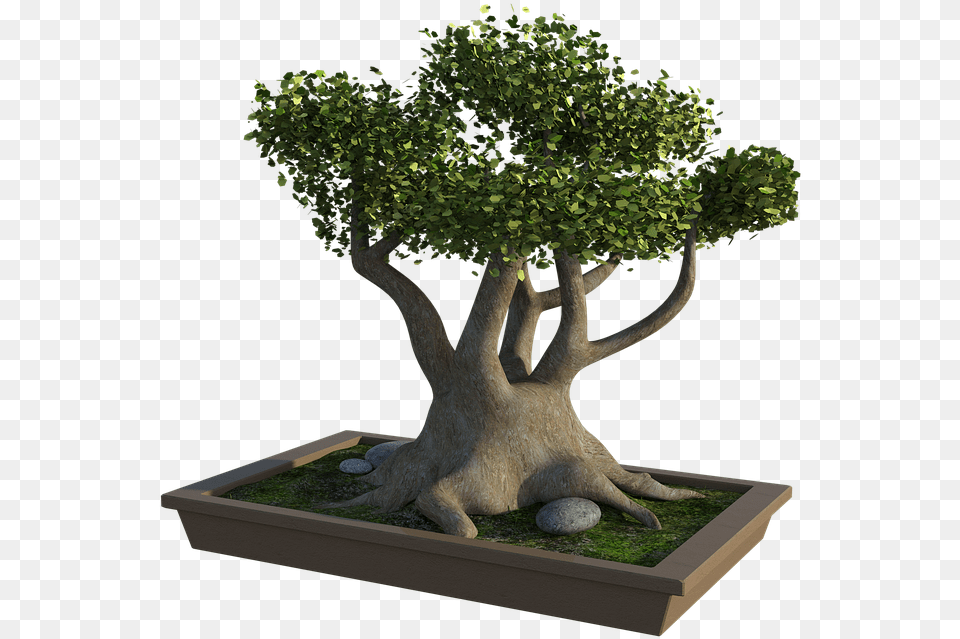Bonsai Tree Rocks Grass Bonsai, Plant, Potted Plant, Tree Trunk Free Png