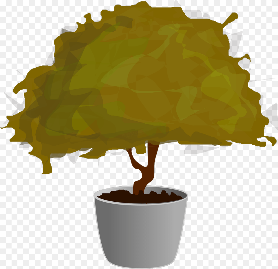 Bonsai Tree Small Japanese Backgrounds, Plant, Potted Plant, Maple, Person Png Image
